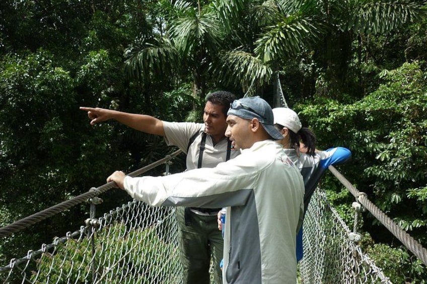 Hanging Bridges 2