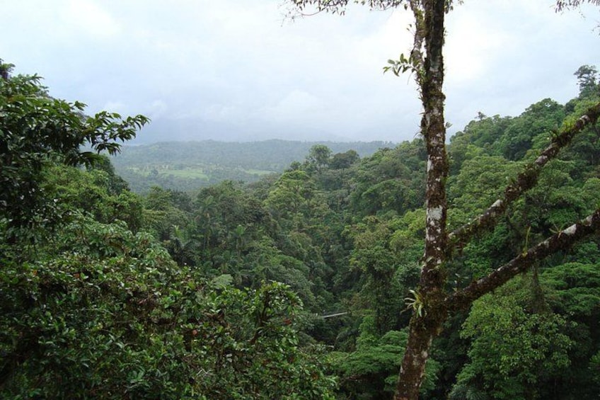 Amazing views of the Rainforest 3