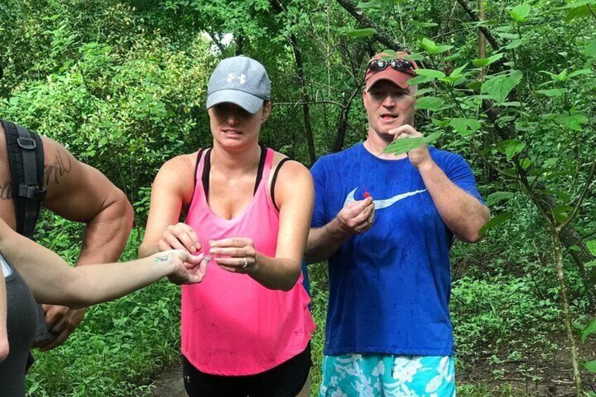 Tasting wild Hibiscus flowers