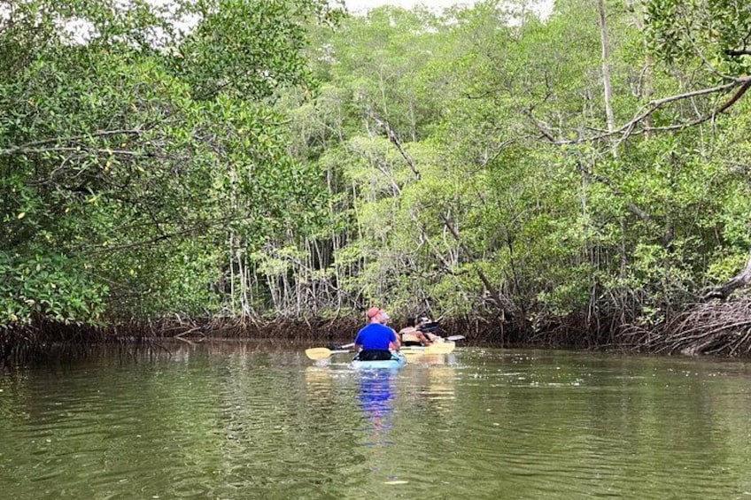 En person roer kajak i et mangroveområde. 1