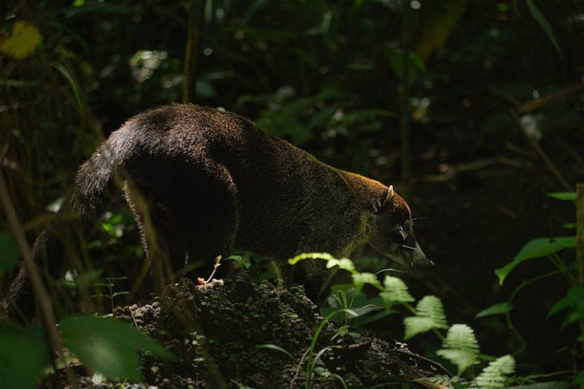 A wild animal in a dense forest. 5
