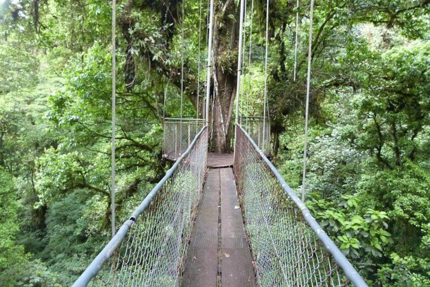 A suspension bridge in a dense forest. 4