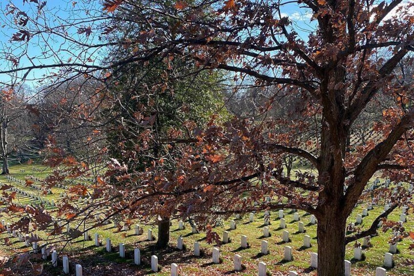 Un cementerio con lápidas y un árbol grande al frente. 3
