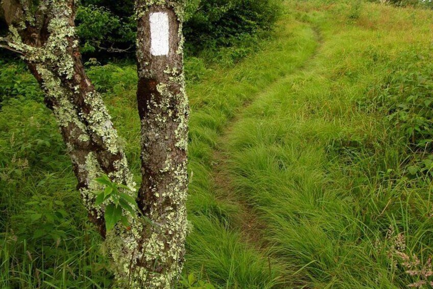 Un árbol con líquenes, un sendero cubierto de hierba y un cartel blanco en el árbol. 3