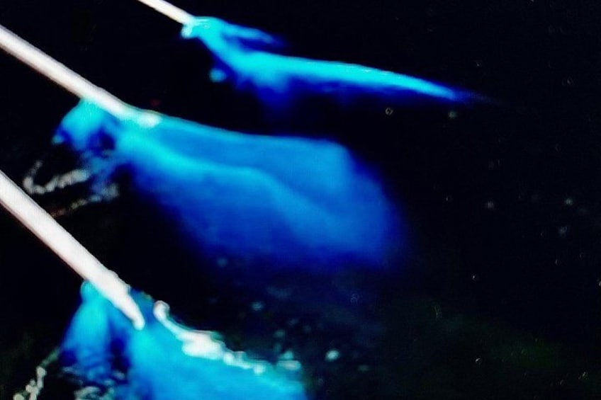 Bioluminescence Tour on Kayak or Paddle Board 5