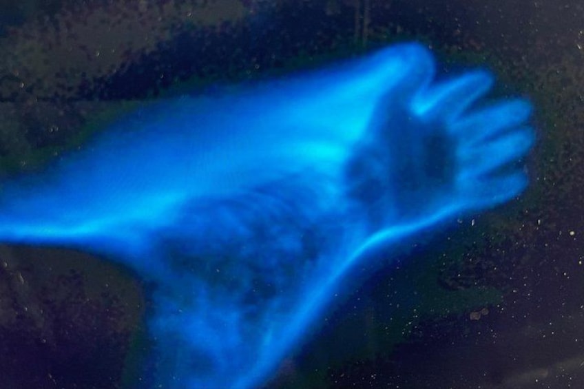 Bioluminescence Tour on Kayak or Paddle Board 3