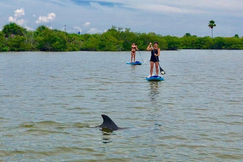 Due persone che fanno paddleboarding su acque calme, con un delfino nelle vicinanze. 5