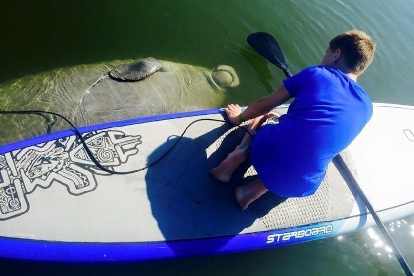 Manatees Encounter 3