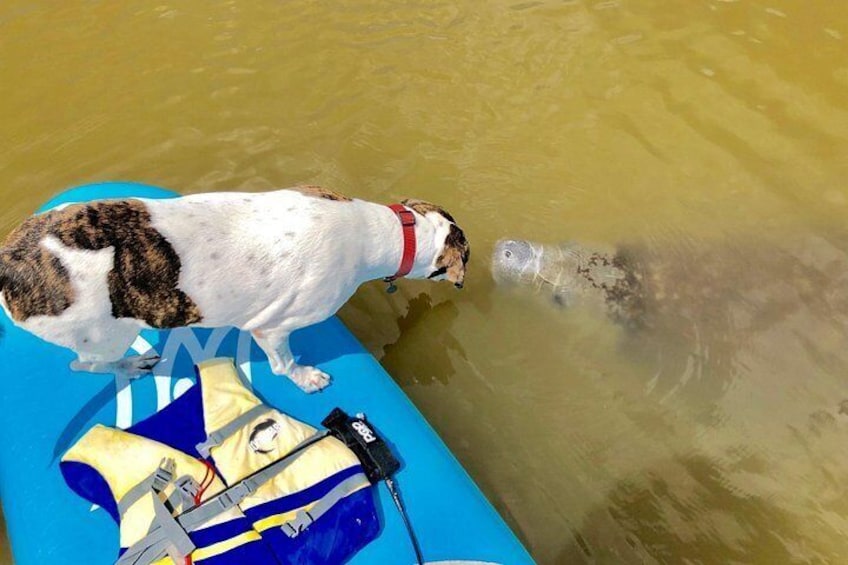 Manatees love our shop dog "Kona" 2