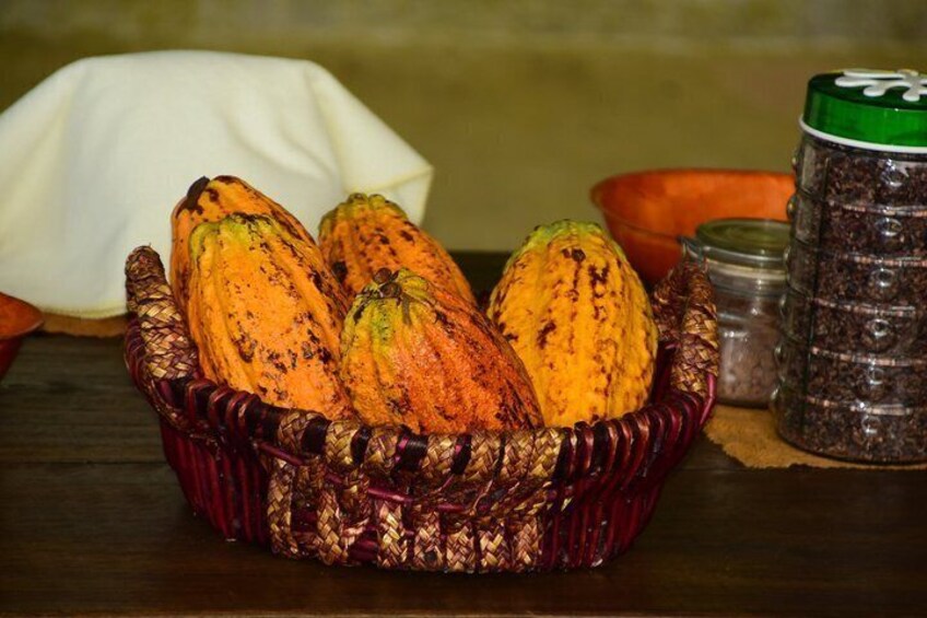 Chocolate Tour & Crocodile Safari Boat Tour 3