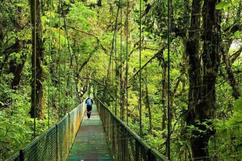 Private Monteverde Hanging Bridges Tour 1