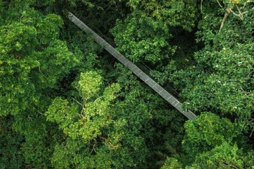 A bridge over dense green foliage. 4