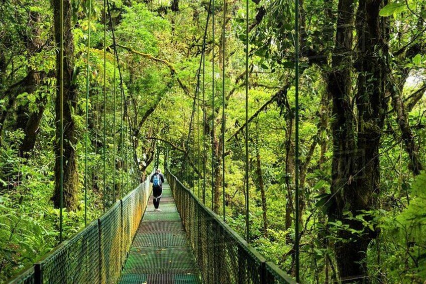 A suspension bridge in a dense forest with a person walking on it. 1