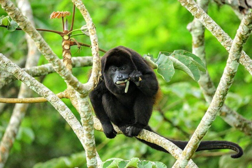 A black monkey with a long tail perched on a tree branch amidst green foliage. 2