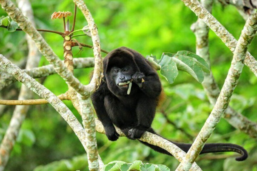 Private Monteverde Hanging Bridges Tour 2