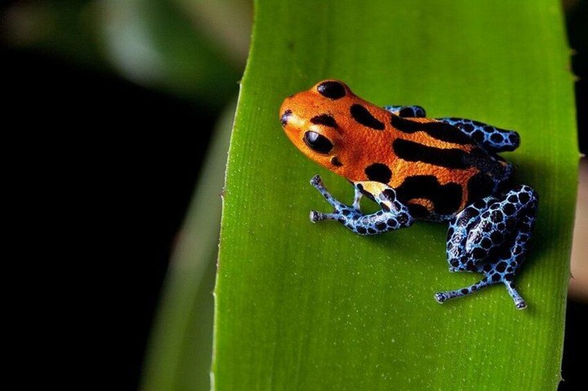 A brightly colored frog on a green leaf. 5