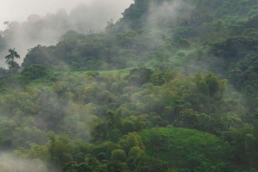 A dense, mist-covered forest with lush greenery and a variety of trees. 3