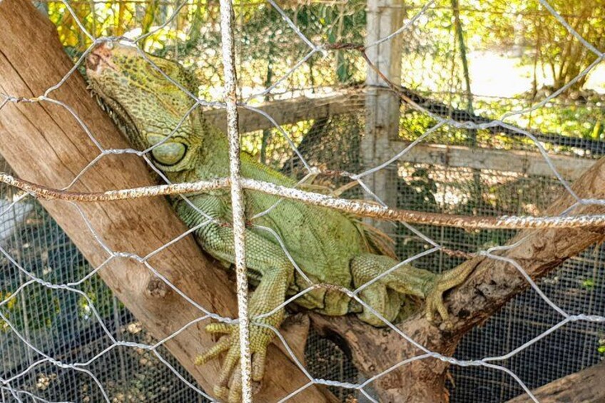 3 Palos Lagoon AfroMex Village Turtle Release & Croc Farm Visit 5