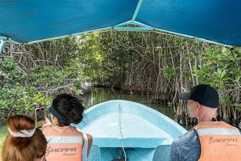 Un grupo de personas en un bote en una zona de manglares. 3