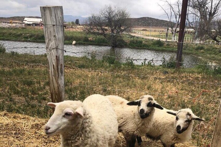 Drie schapen in een omheind gebied, met een rivier en heuvels op de achtergrond. 1