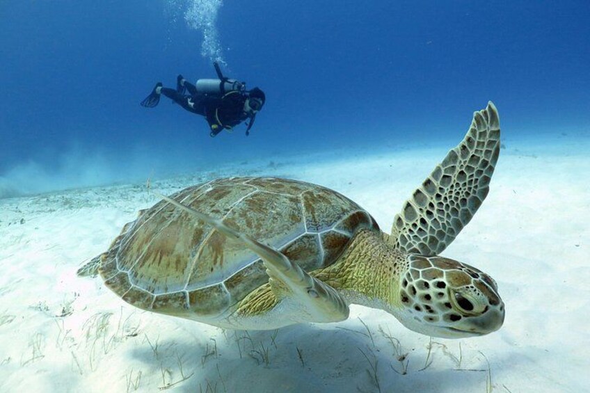 Une tortue de mer nageant sous l’eau, avec un plongeur en arrière-plan. 1