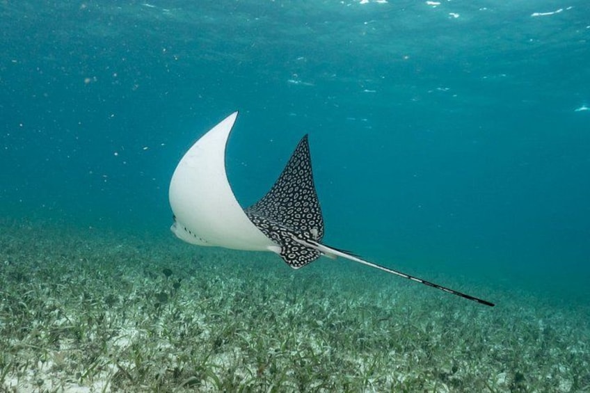 En mantarocka simmar under vattnet och man har tydlig sikt ner till havsbottnen. 2