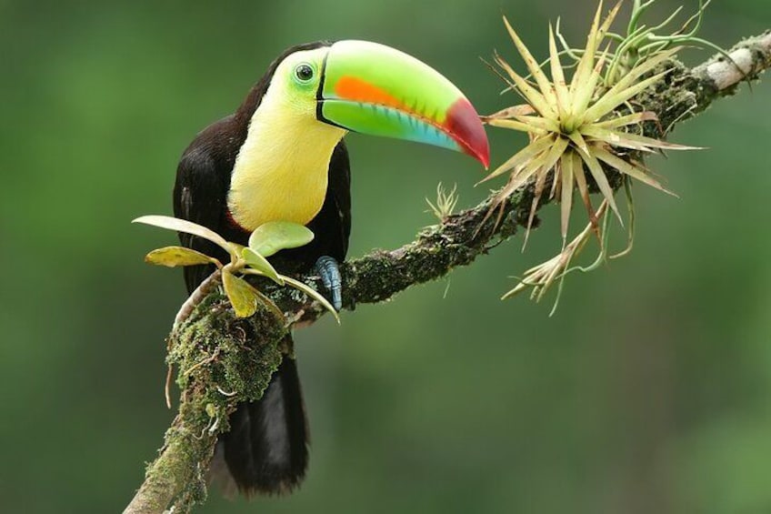 A toucan perched on a branch with a green and red beak, surrounded by green foliage. 3