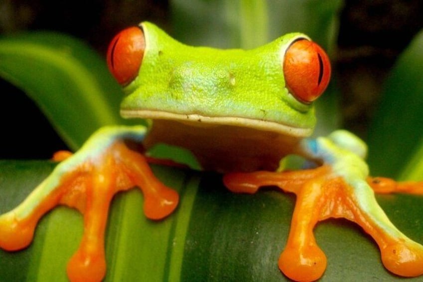 A green frog with orange eyes and limbs on a green leaf. 2