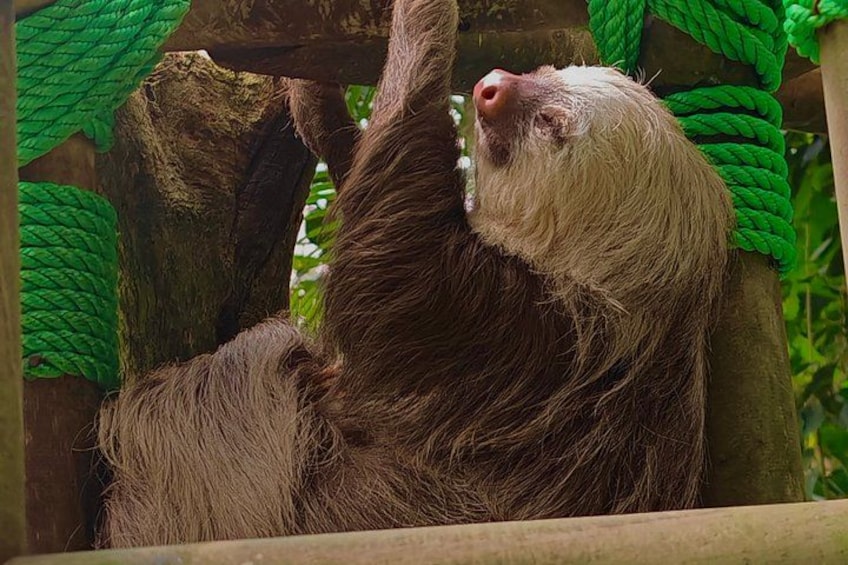 Un paresseux suspendu à une branche d’arbre dans un enclos de zoo. 4