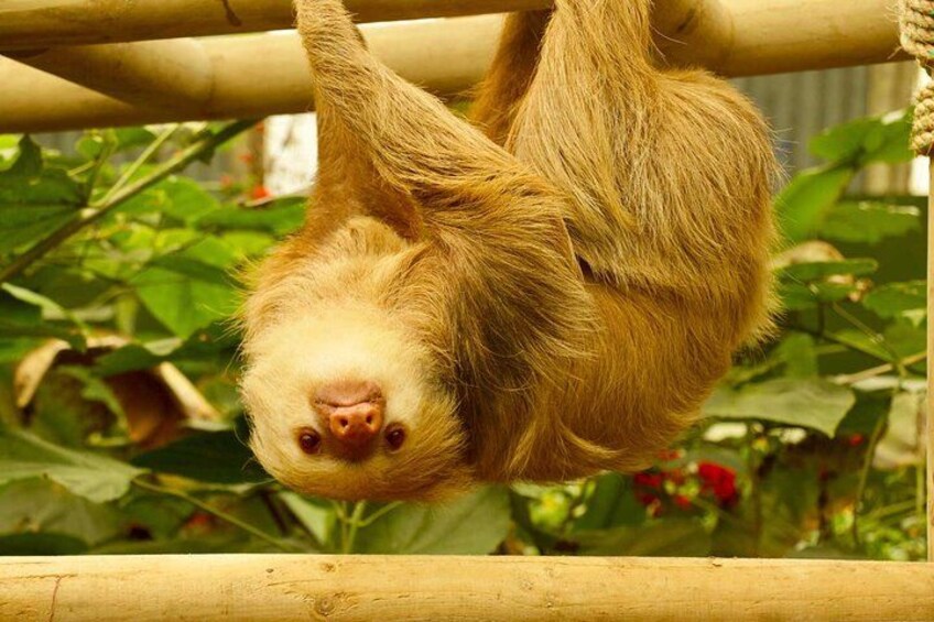 Selvatura Sloth Habitat 1