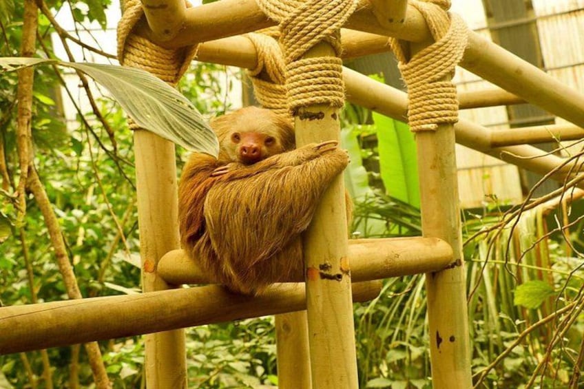 Un paresseux suspendu à une structure d’escalade en bambou dans un zoo. 3