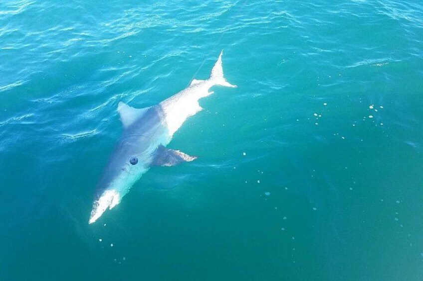 Private Naples Deep Sea Fishing Charters 4