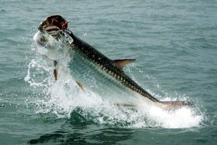 A fish leaping out of the water. 5