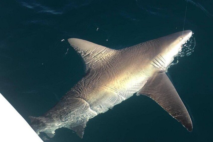 A large shark swimming in the ocean. 4