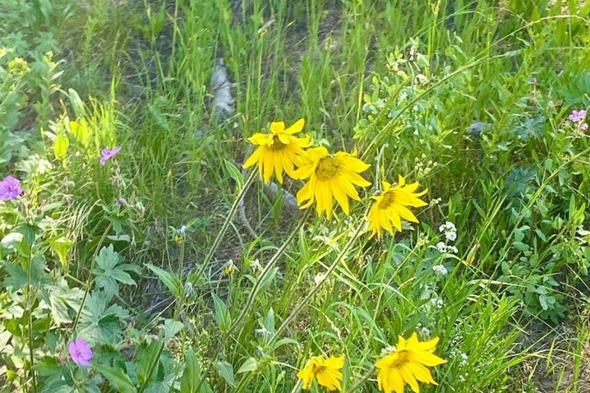 A field with yellow flowers and green grass. 2