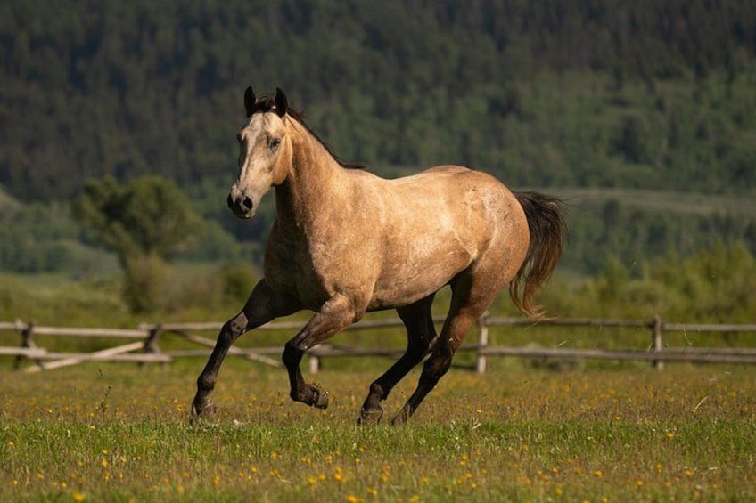 A horse running in a grassy field with a wooden fence and trees in the background. 4