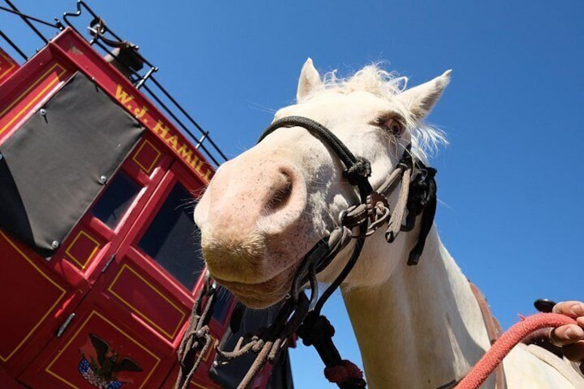 A white horse with a black bridle and a red fire truck in the background. 2