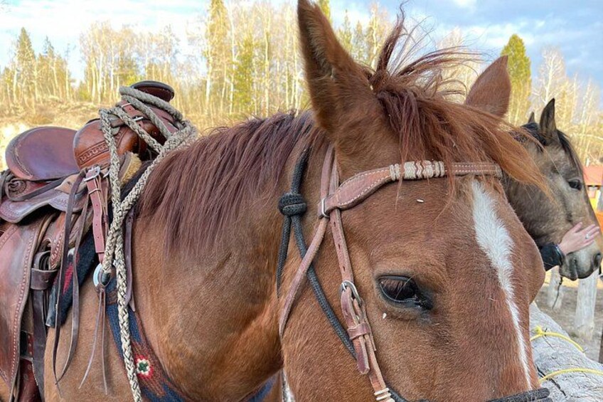 Horseback Riding with Grand Teton Views in Jackson Hole 3