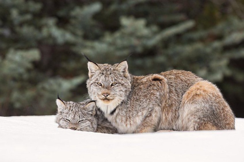 A lynx and its cub resting on a snowy surface with coniferous trees in the background. 2