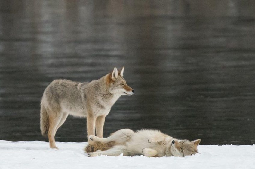 A coyote standing over a sleeping fox in a snowy landscape with a body of water in the background. 4