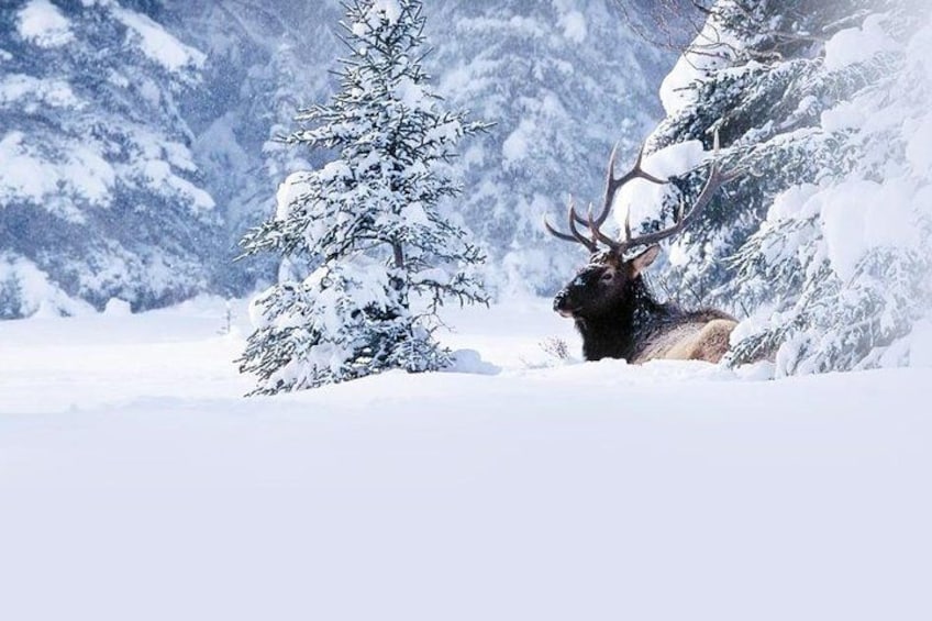 A snow-covered landscape with a large elk and a snow-laden evergreen tree. 3