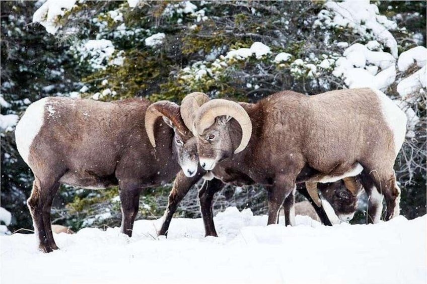 Two bighorn sheep in a snowy landscape with trees in the background. 3