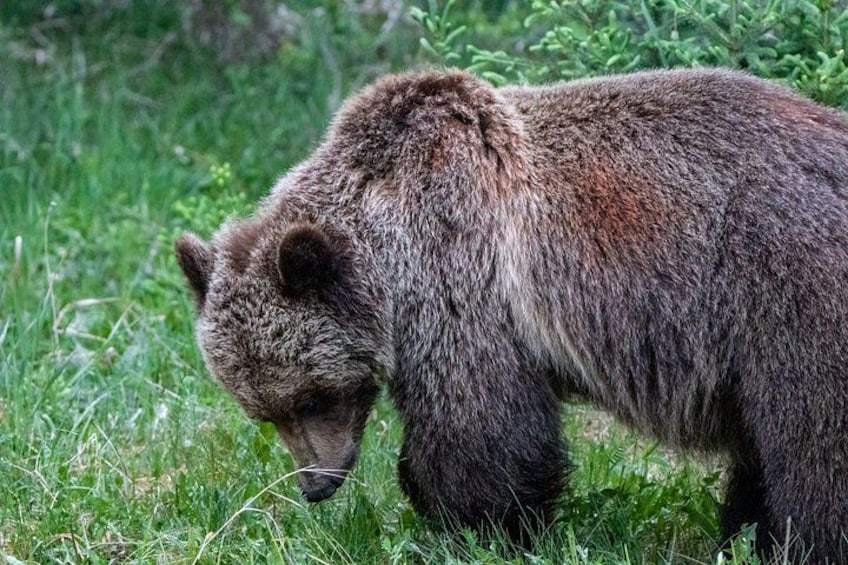 Discover Jasper and its Wildlife 1