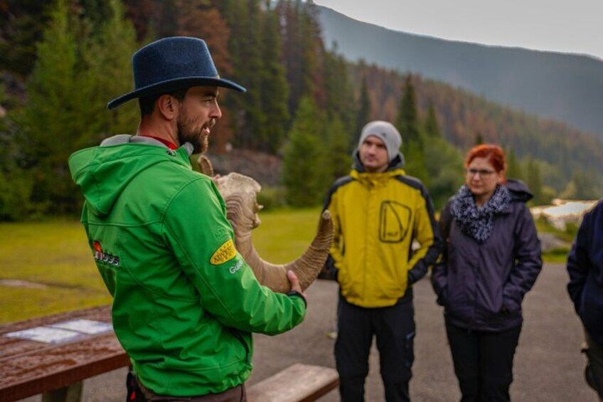 Discover Jasper and its Wildlife 3