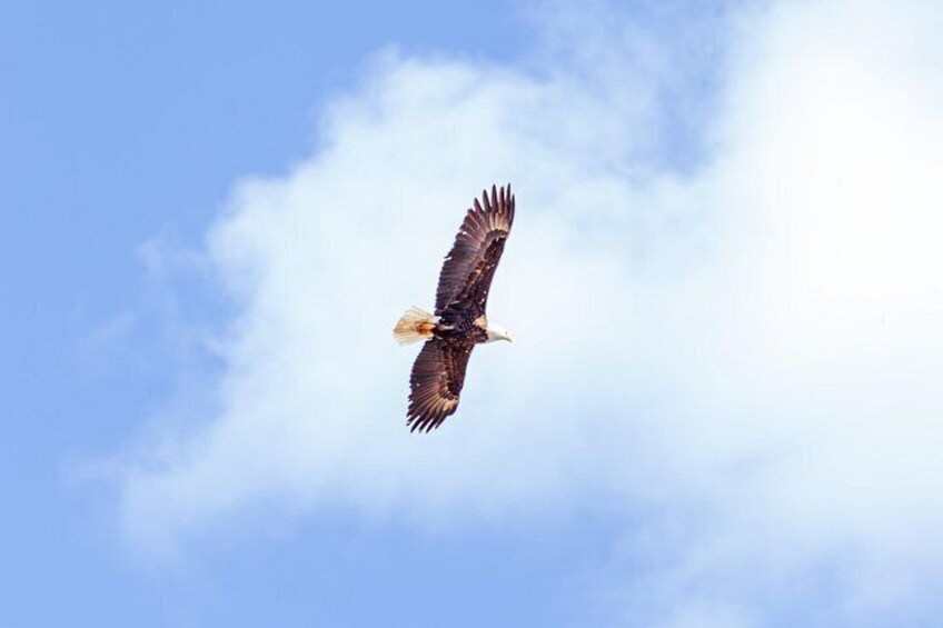 Discover Jasper and its Wildlife 4