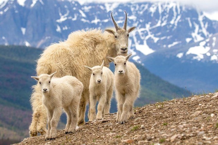 Een groep berggeiten op rotsachtig terrein, met besneeuwde bergen op de achtergrond. 2