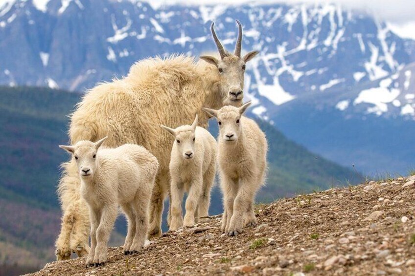 Discover Jasper and its Wildlife 2