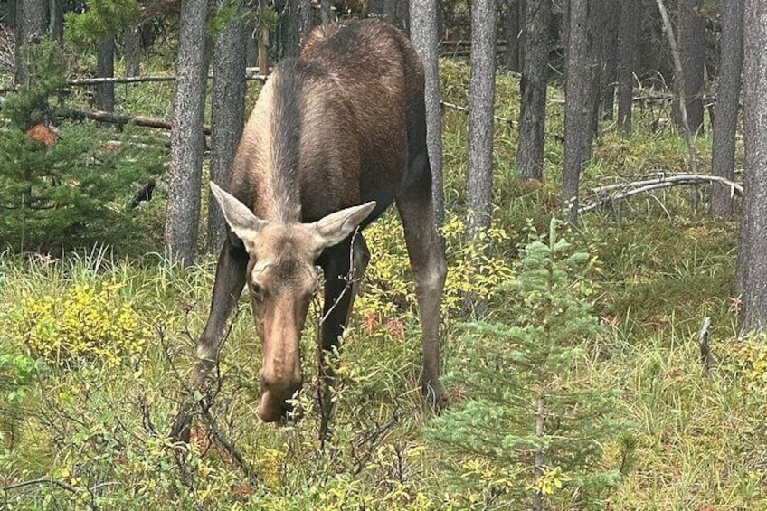 En älg i ett skogsområde med träd och snår. 4