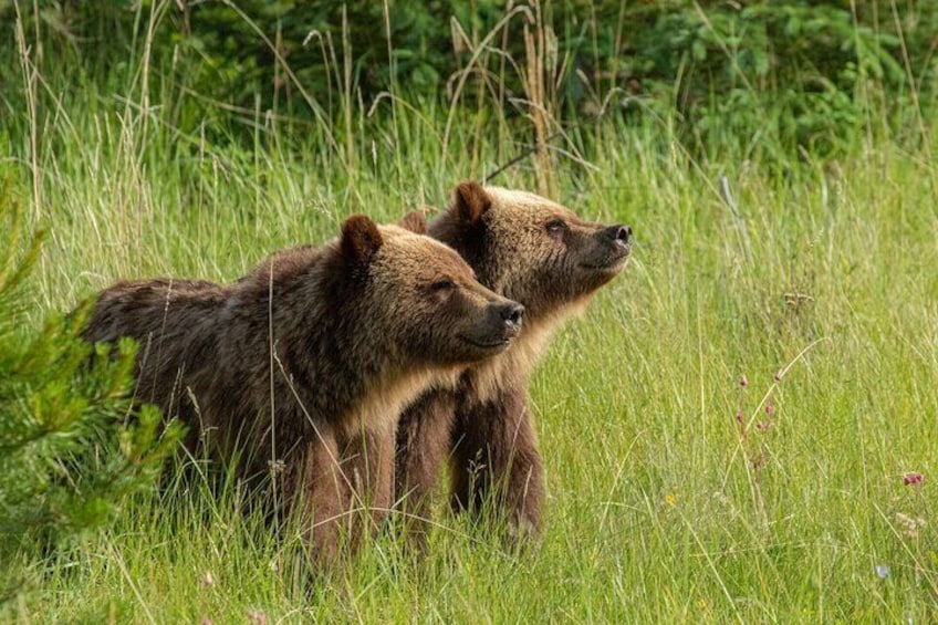Discover Jasper and its Wildlife 4