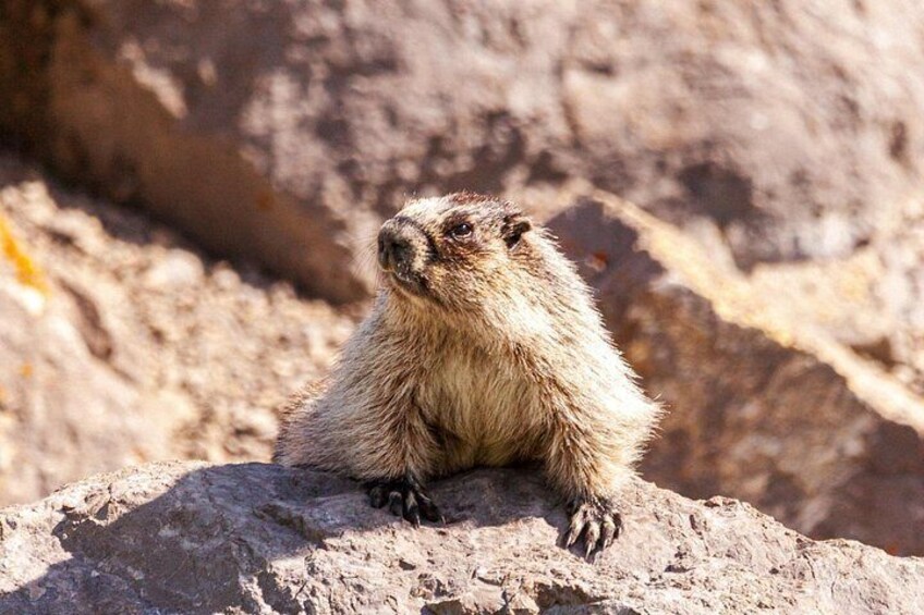Discover Jasper and its Wildlife 3